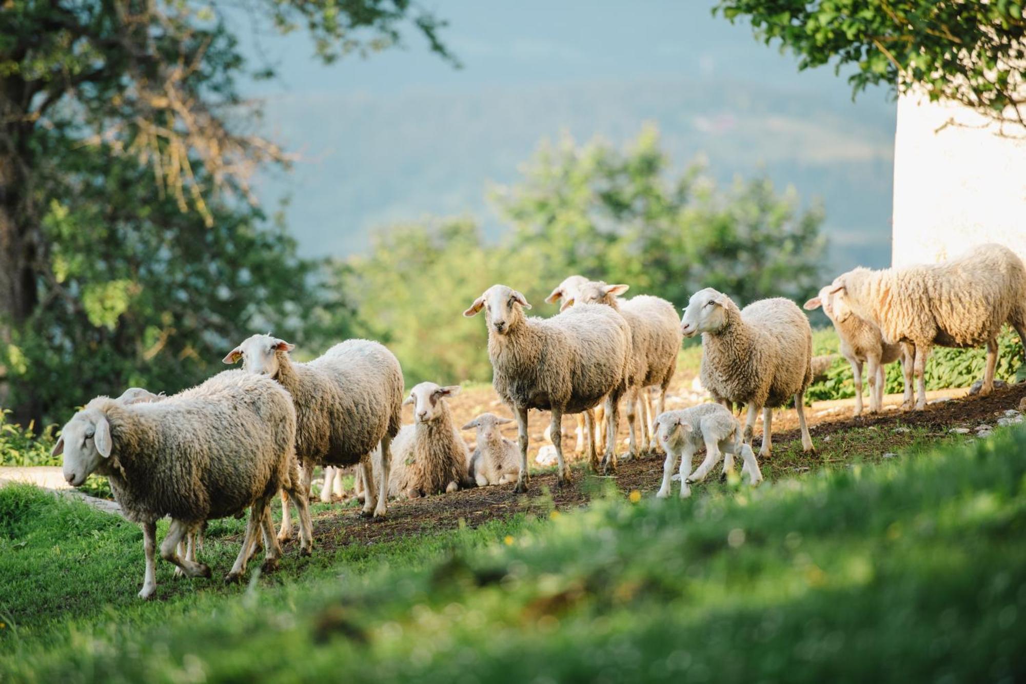 Eco Tourist Farm Ravnjak Slovenj Gradec Zewnętrze zdjęcie